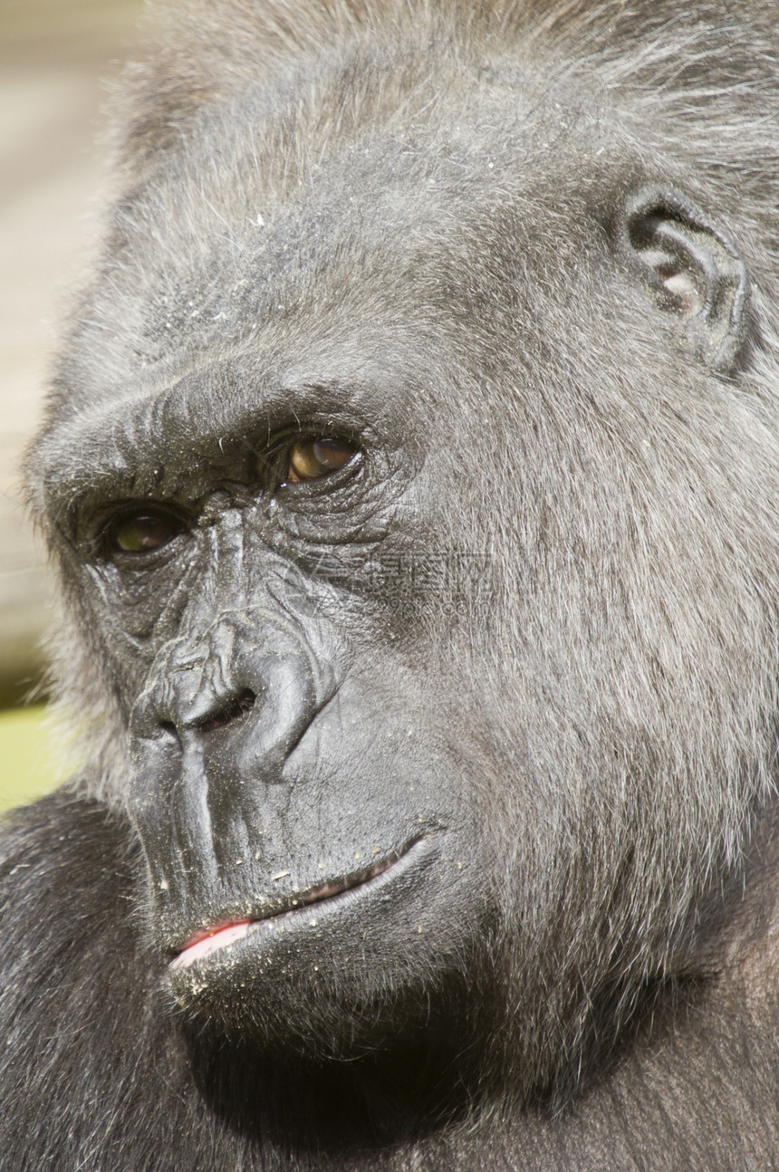 大猩猩哺乳动物黑色野生动物动物濒危男性灵长类图片