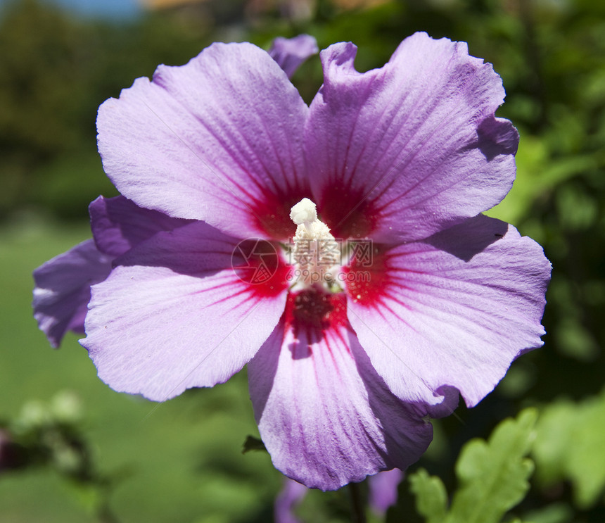 紫花朵植物红色粉色宏观紫色图片