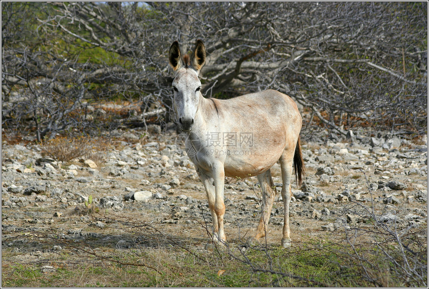 驴子屁股哺乳动物毛皮农场荒野脊椎动物图片