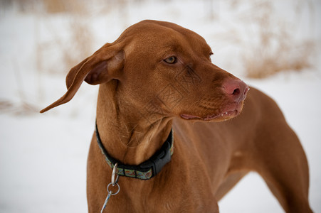 冬天的维兹拉狗动物耳朵指针自然犬类纯种狗照片水平宠物场地背景图片