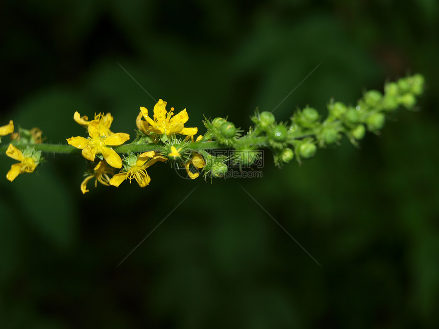 长花花图片