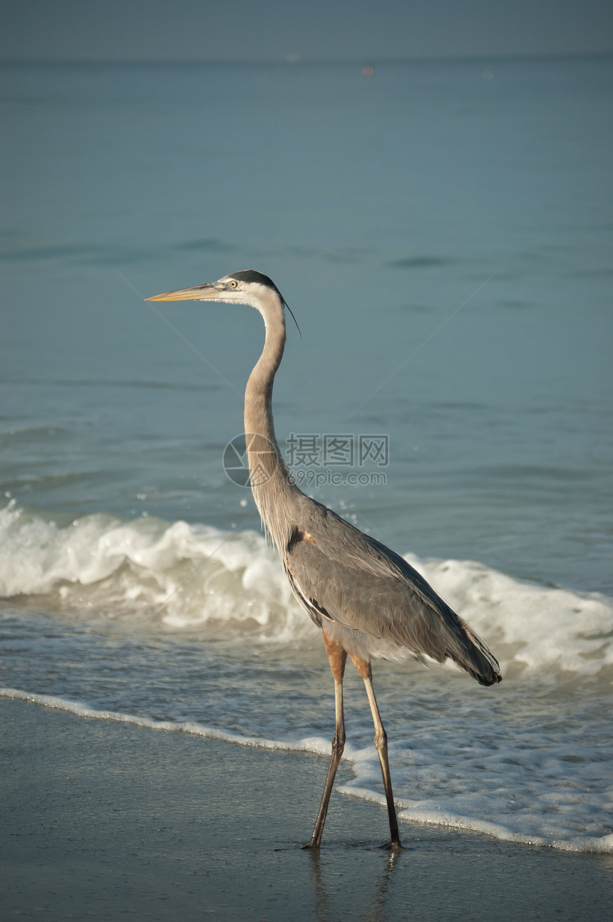 海湾海岸海滩的海浪大蓝 Heron水鸟动物照射泡沫照片支撑阳光海洋苍鹭涉水图片