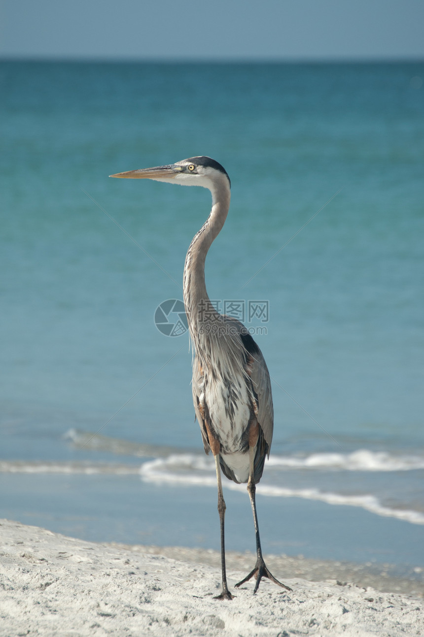佛罗里达海滩上的蓝色大海隆地平线苍鹭支撑海滩照片海湾野生动物水面海岸海洋图片