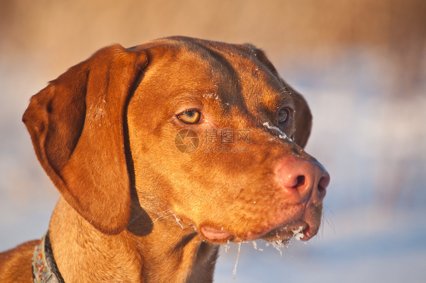 冬季Vizsla狗的近身肖像指针宠物水平棕色犬类图片