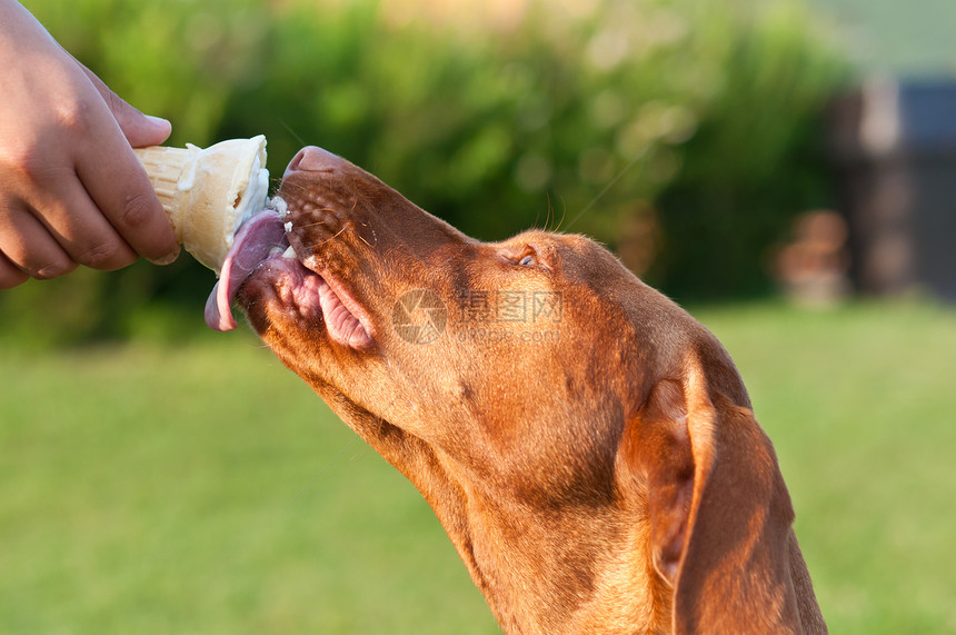 Vizsla Dog 滑冰冰冷冻锥图片