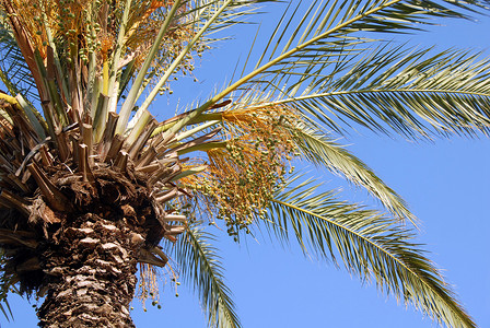 棕榈树冠生长阳光蓝色火鸡叶子植物树叶热带树干晴天高清图片