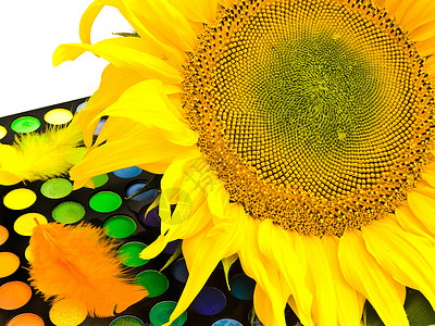 向日葵化妆品黄色花粉植物生长文化花瓣背景图片