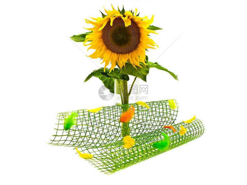 向日葵花瓶文化生长树叶黄色花瓣花粉美丽植物图片