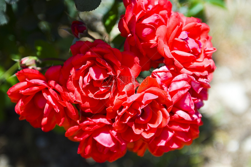 玫瑰花美丽柔软度花瓣植物衬套公园园艺花园花束团体图片