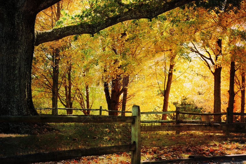 秋天的橡树环境辉光晨光孤独森林生长橙子栅栏落叶林公园图片