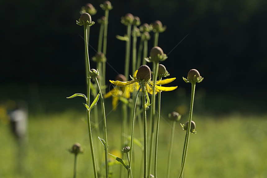 黄花花粉季节野花农村季节性乡村植物群绿色植物花园图片