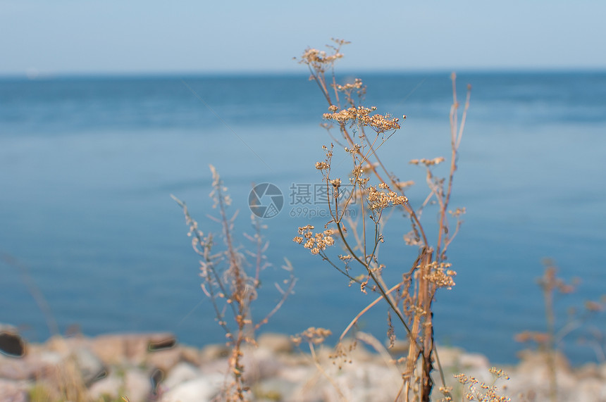 干草刀倾斜稻草太阳海滩环境波纹国家衬套阳光植物图片