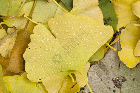 雨滴坠落的金果叶细节背景图片