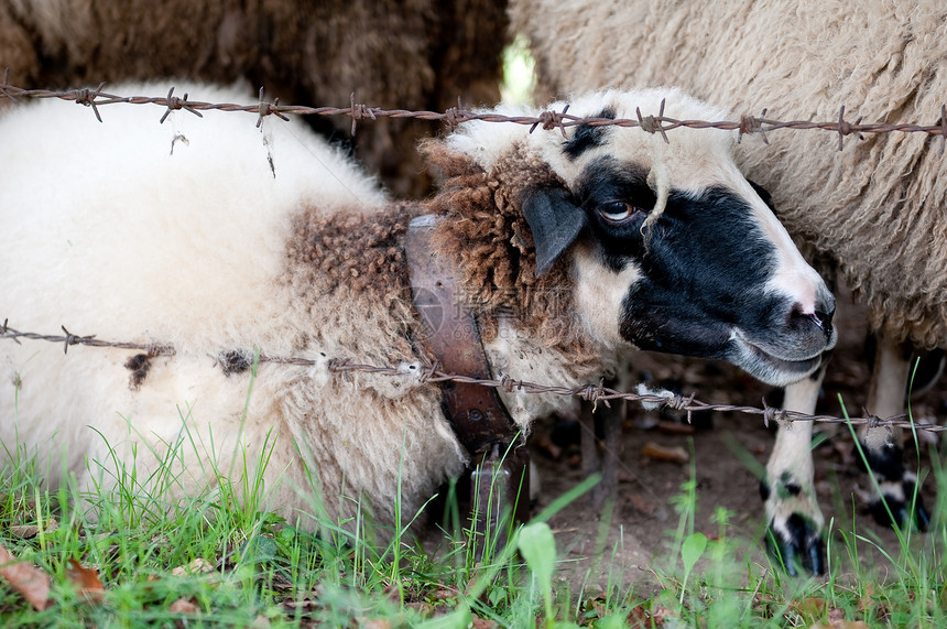 白羊树木农场柔软度哺乳动物牧场羊肉水平母羊场地快乐图片