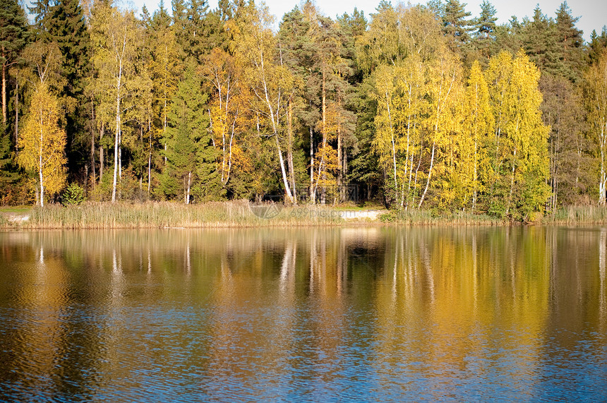 秋季反省多样性生物学森林镜子荒野生物反射金子水池芦苇图片