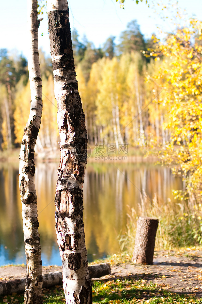 秋环境木头国家植物松树地形叶子树木植物群资源图片
