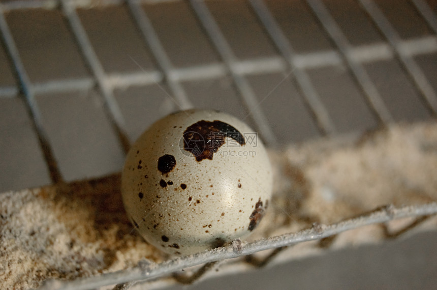 蛋食物白色游戏金属鹌鹑图片