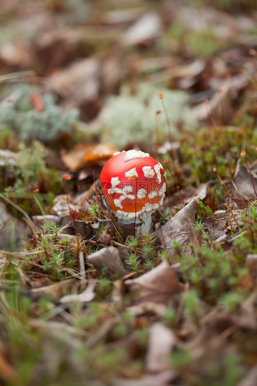 Amanita 森林中的食草动物图片