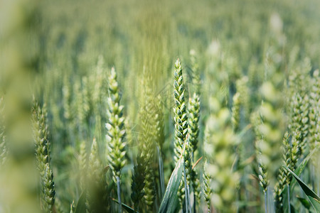 以空为背景的玉米田上新鲜绿色青玉米美化特写场地植物天空太阳食物草地问候语背景图片