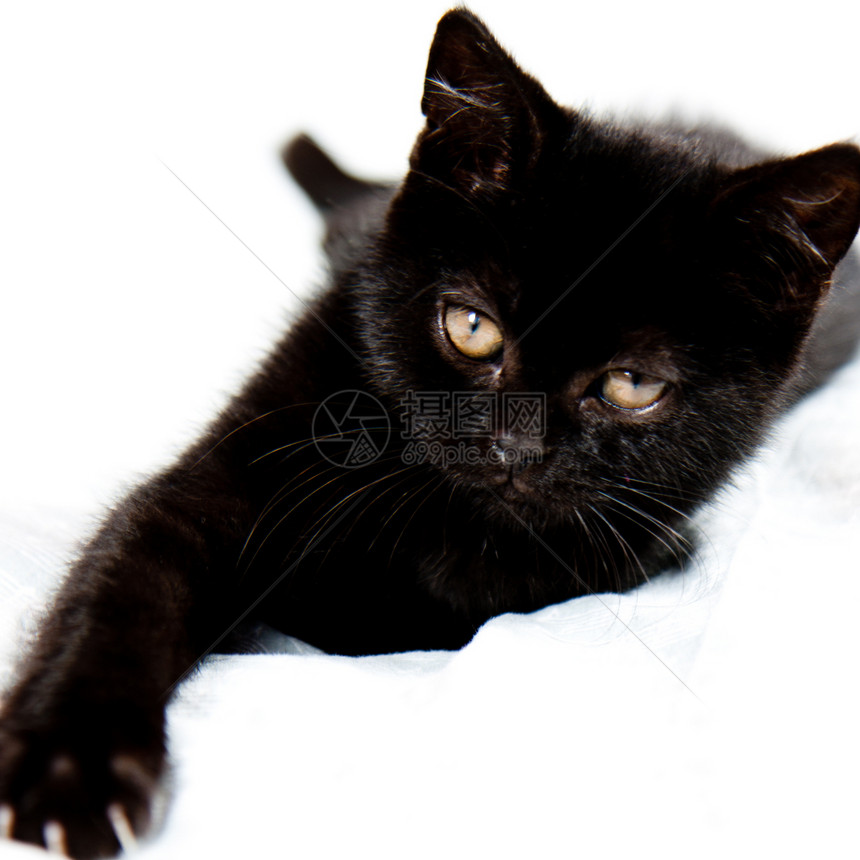 黑小黑猫猫咪正方形生物宠物头发鸢尾花毯子眼睛婴儿毛皮图片