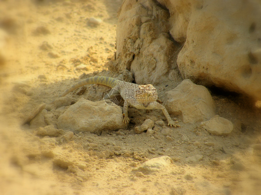 藏在卡塔尔沙漠中的蜥蜴尾巴质量石头静物洞穴隐藏黄色动静沙漠棕色图片
