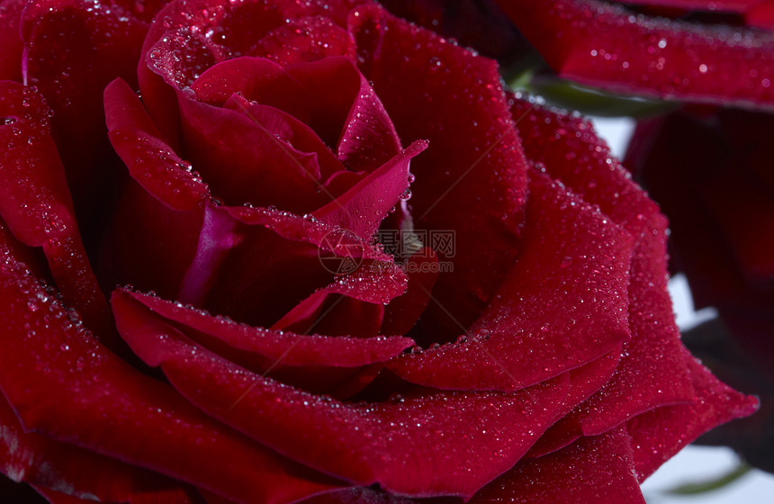 玫瑰关上水滴红色植物图片