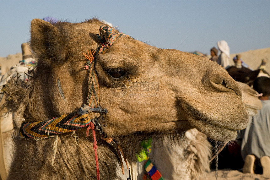骆驼肖像旅游旅行毛皮情调太阳黄色棕色沙漠异国阳光图片