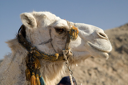骆驼肖像黄色异国沙漠动物太阳情调毛皮棕色旅游旅行背景图片