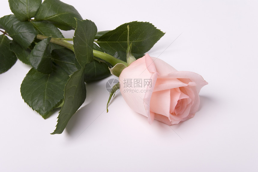 玫瑰粉色植物群花园香气植物芳香疗法花束图片