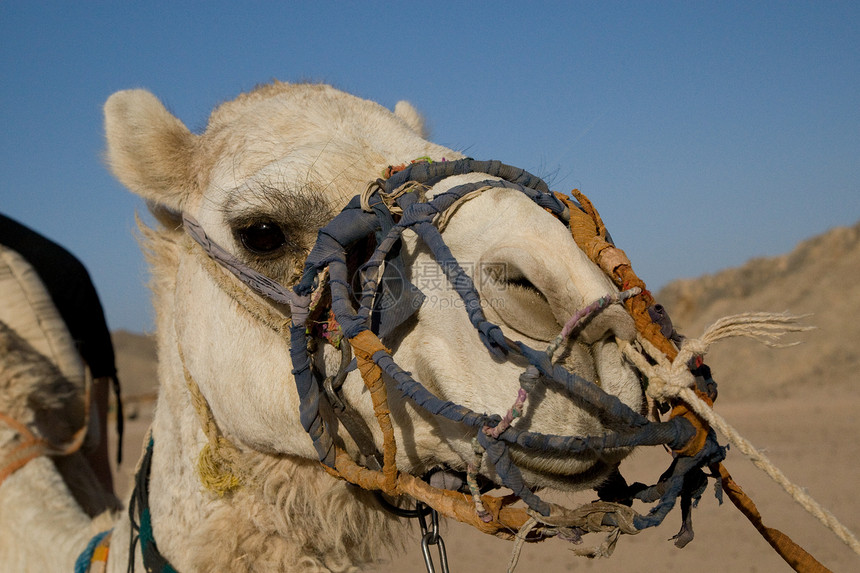 骆驼肖像情调阳光异国哺乳动物黄色旅游动物太阳棕色旅行图片