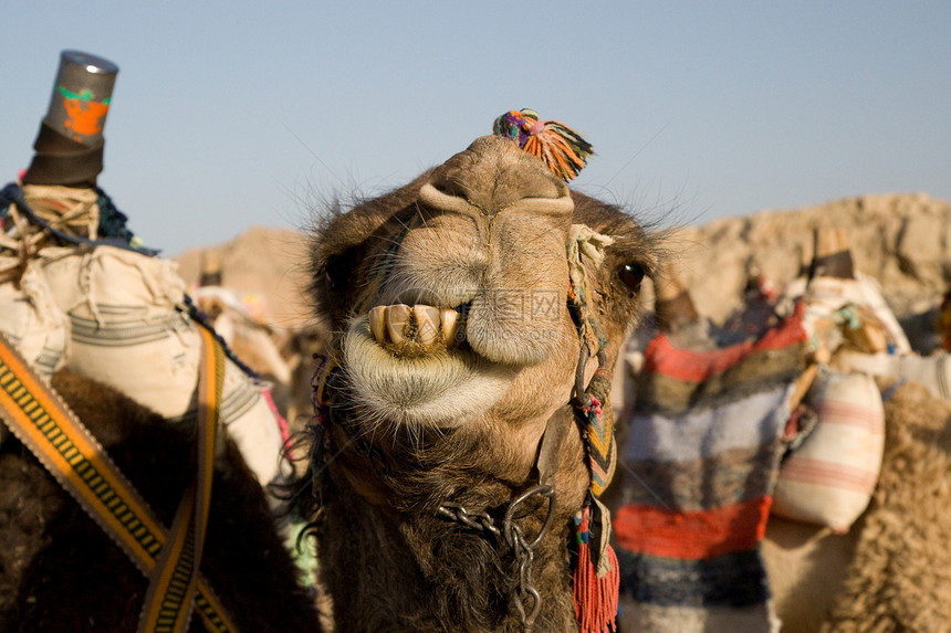骆驼肖像旅行棕色阳光毛皮动物情调黄色沙漠太阳异国图片
