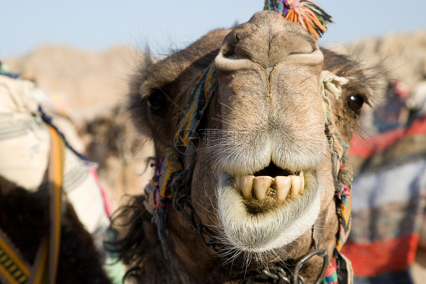 骆驼肖像黄色旅行阳光动物太阳哺乳动物情调旅游沙漠棕色图片