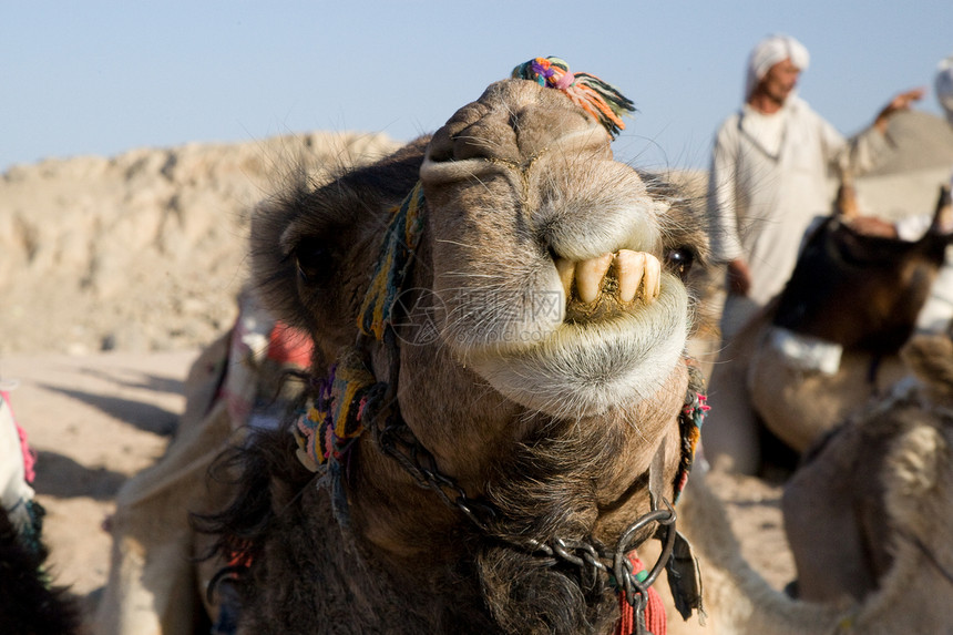 骆驼肖像太阳棕色黄色哺乳动物旅行动物沙漠旅游毛皮情调图片