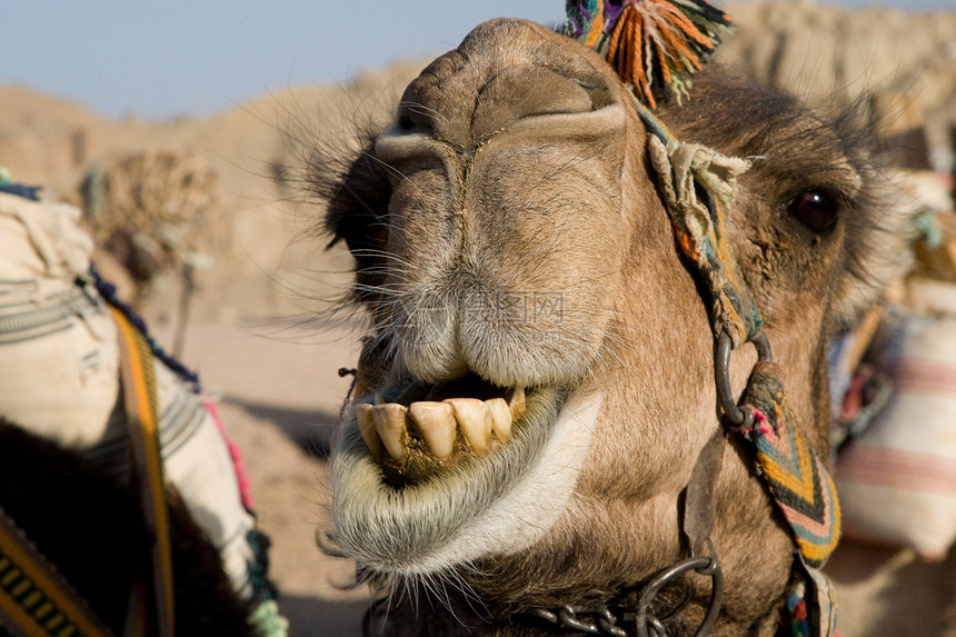 骆驼肖像旅行沙漠旅游黄色哺乳动物情调阳光毛皮太阳异国图片