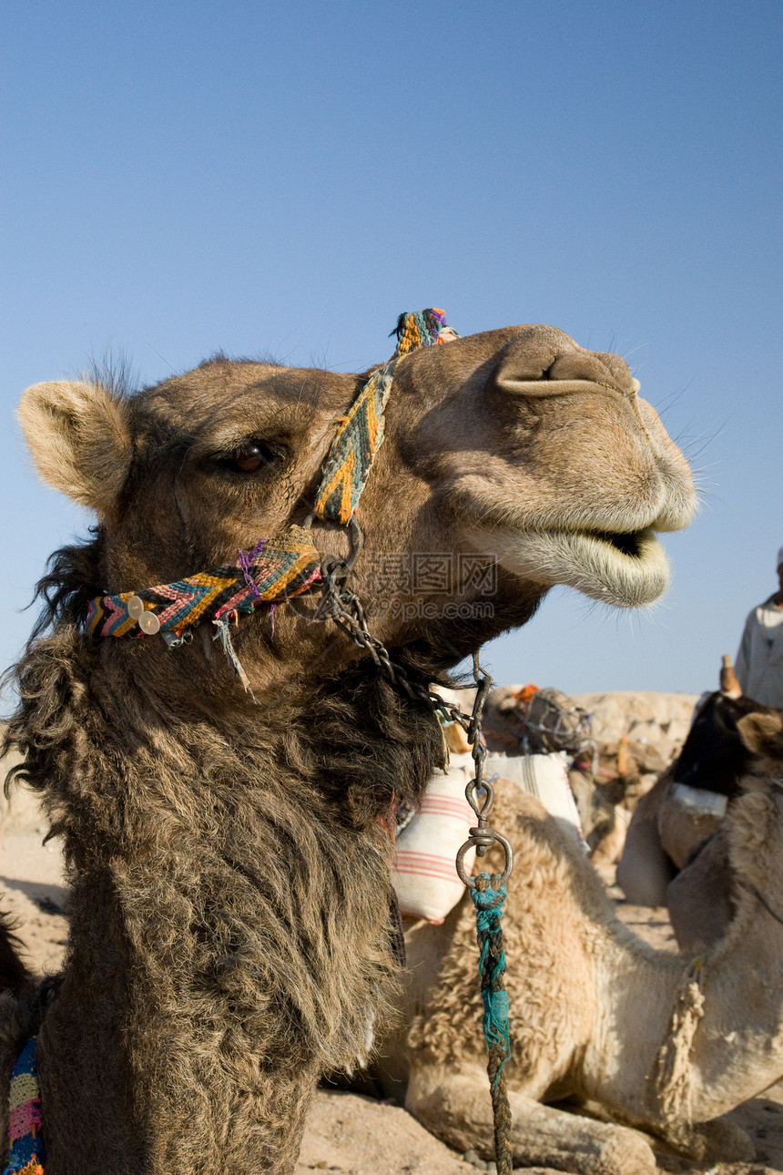 骆驼肖像棕色黄色阳光旅游情调哺乳动物毛皮动物旅行太阳图片