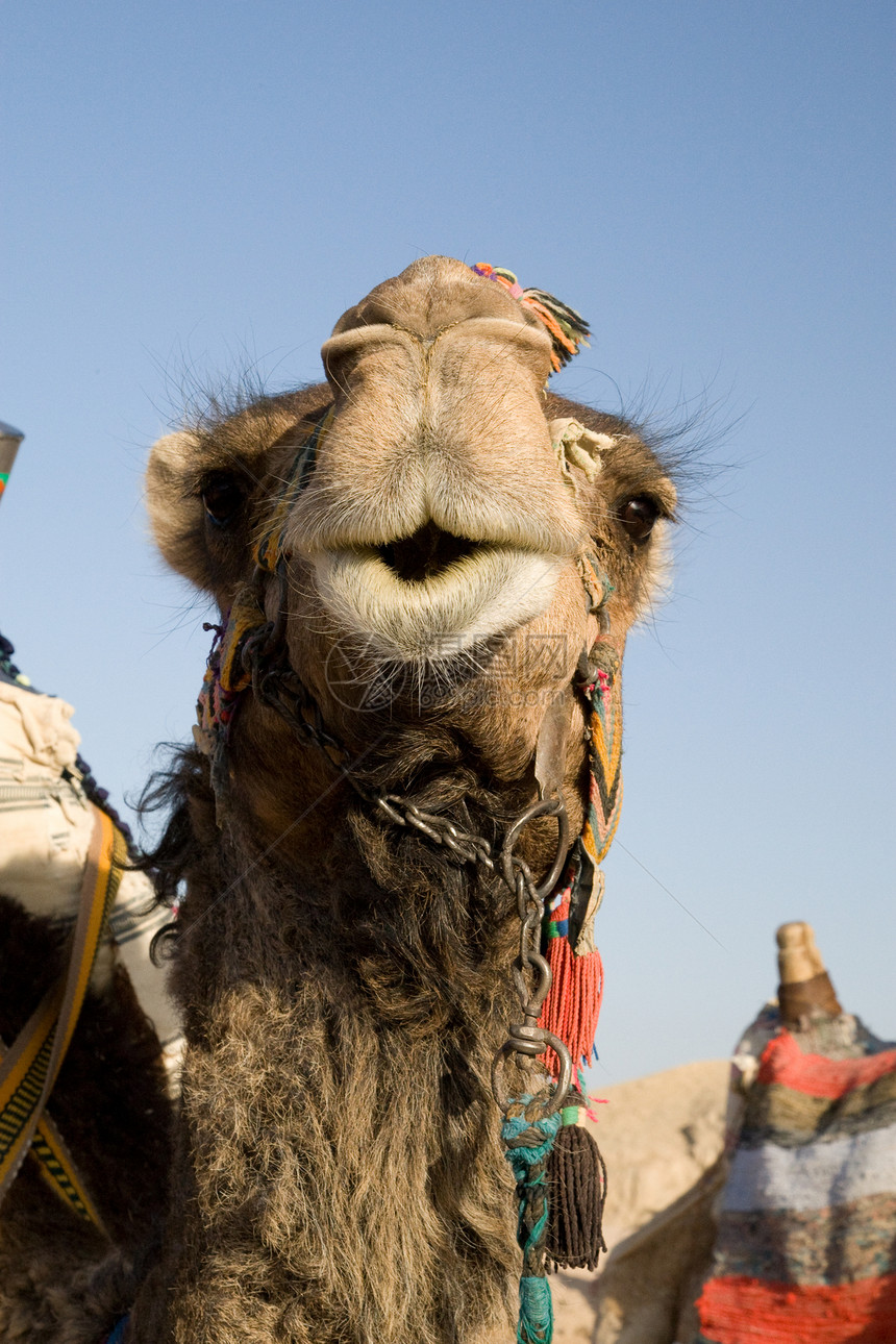 骆驼肖像旅游异国黄色旅行太阳情调毛皮棕色动物阳光图片