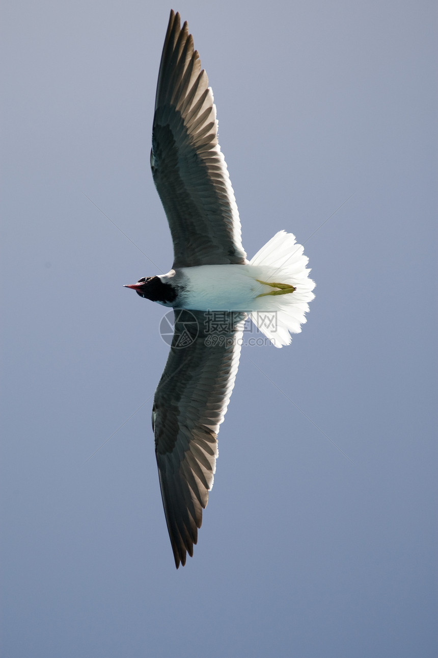 海鸥天空自由航班太阳阳光翅膀白色蓝色空气动物图片