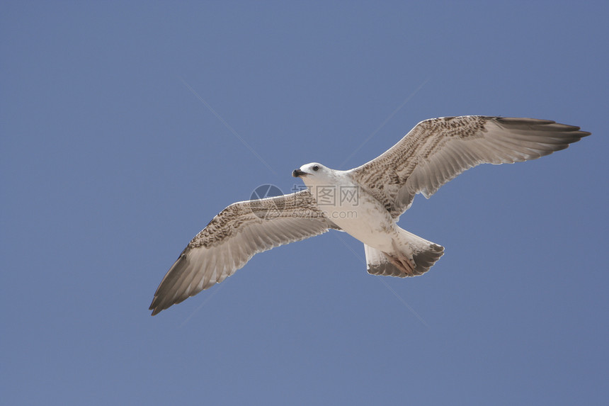 海鸥羽毛太阳白色阳光翅膀空气动物野生动物蓝色航班图片