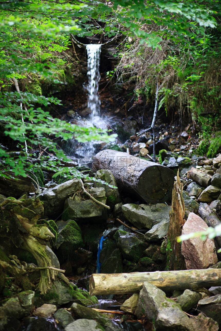 黑森林中的级联场景气候石头蕨类地形瀑布荒野苔藓活力森林图片