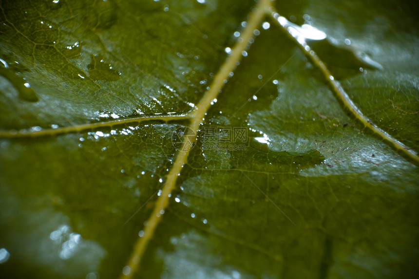 叶子水滴绿色生活天气宏观环境植物群树叶雨滴花园图片