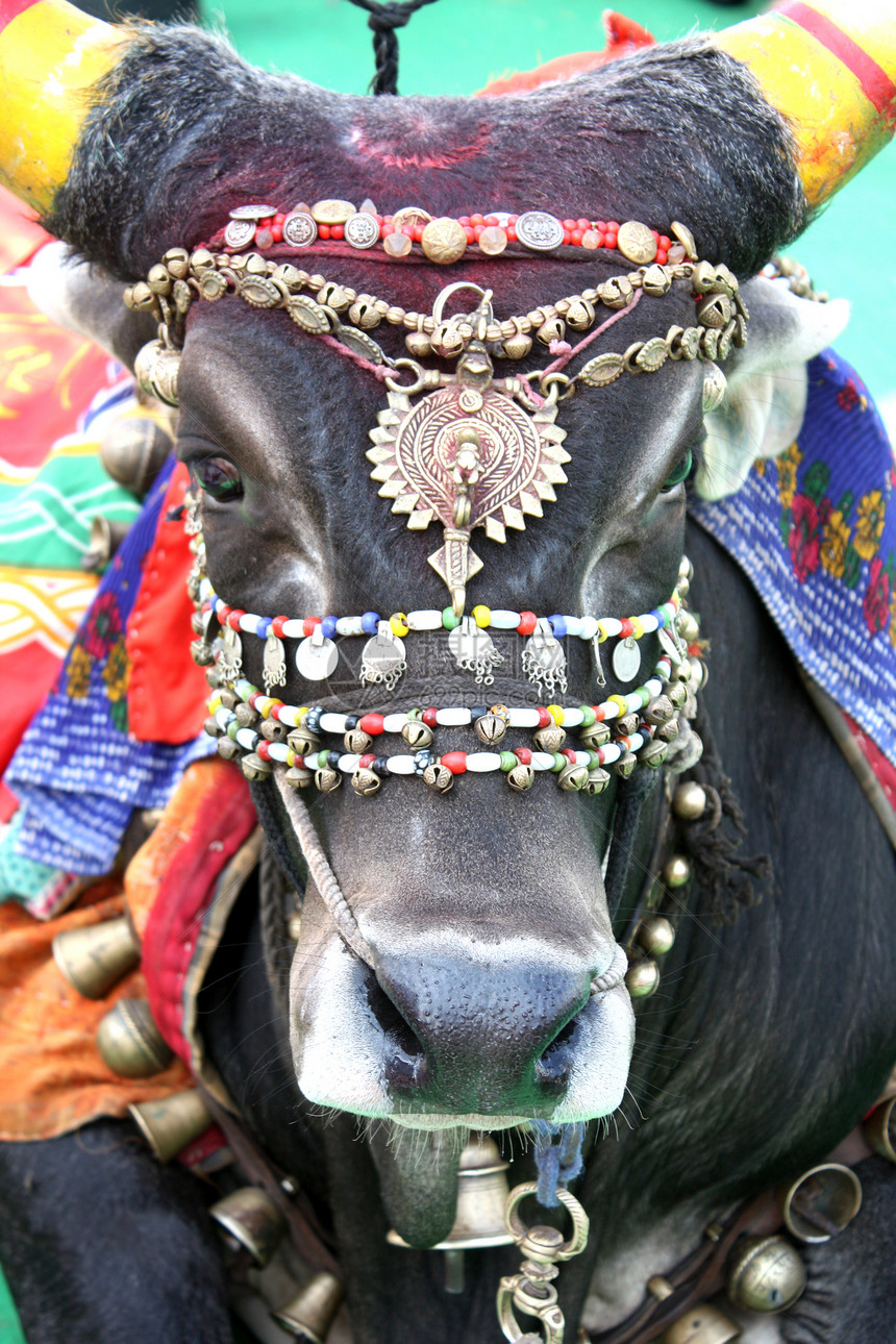 圣牛动物哺乳动物装饰喜庆装饰品文化传统图片