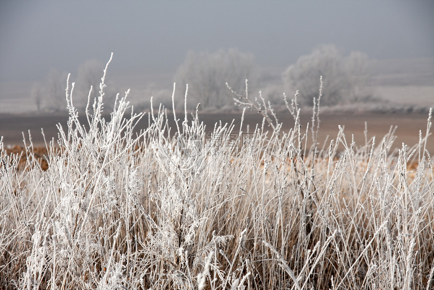 霜冻结杂草磨砂荒野土地地面植物图片