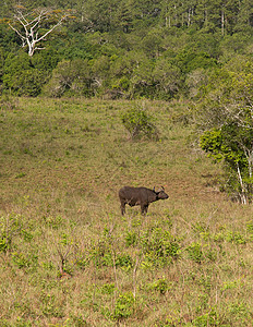 非洲水牛公园荒野场地野生动物哺乳动物国家高清图片