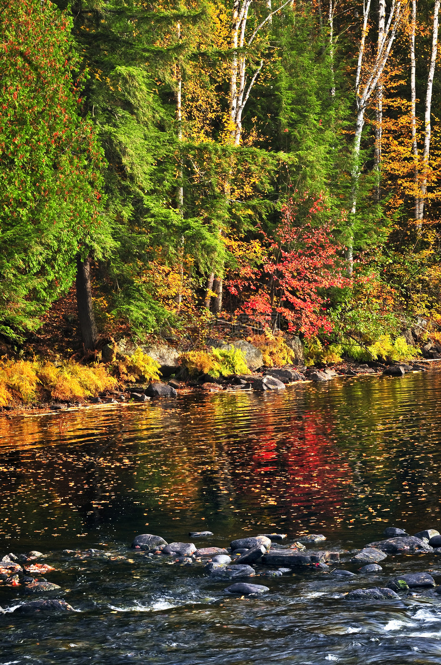 秋林和湖岸风景森林银行公园海岸树木橙子支撑叶子季节图片