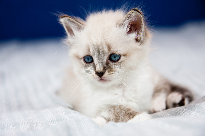 蓝眼小猫的肖像图片