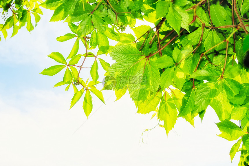 树叶植物群乡村天空边界生长绿色叶子植物花园国家图片