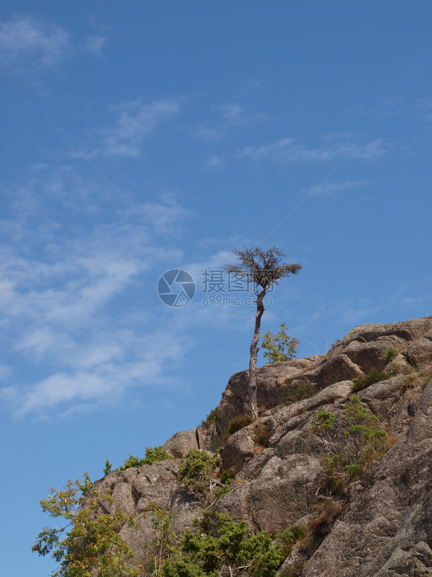 一棵树的生存绿色蓝色天空衬套岩石树木感恩棕色图片