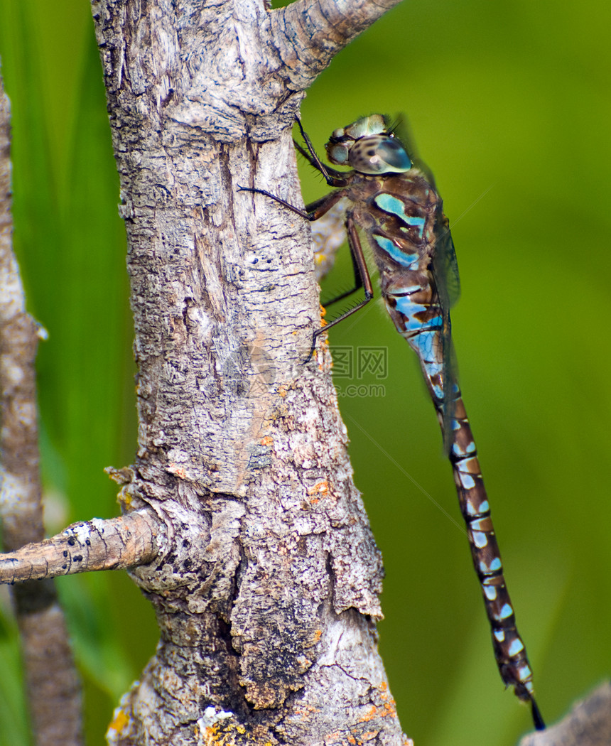 大绿色翅膀眼睛蓝色野生动物荒野身体漏洞昆虫图片