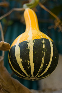 装饰南瓜食物绿色季节性南瓜水果蔬菜植物花园装饰品橙子背景图片