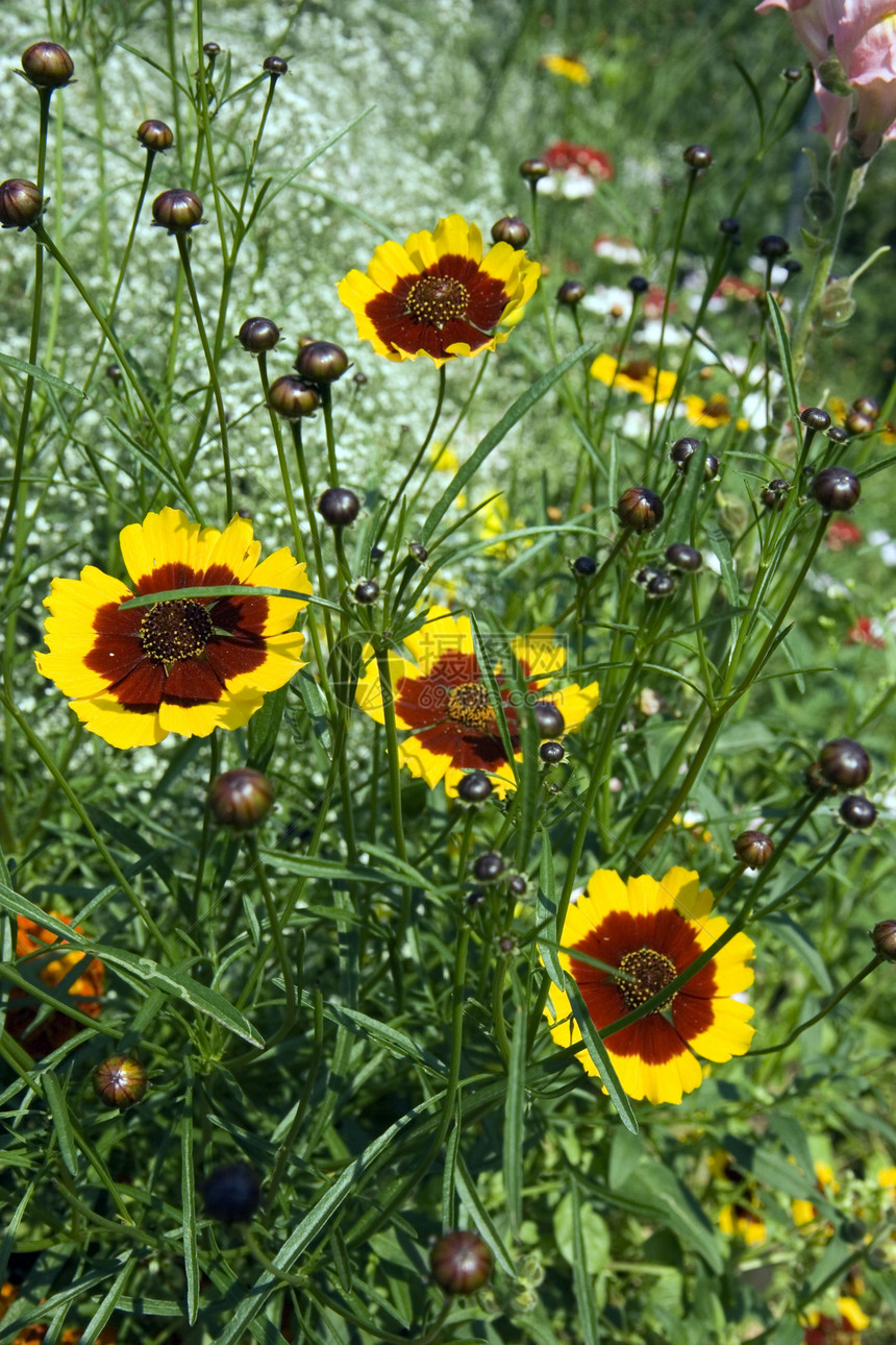 花植物学草本花束场地美丽季节团体绿色白色草地图片